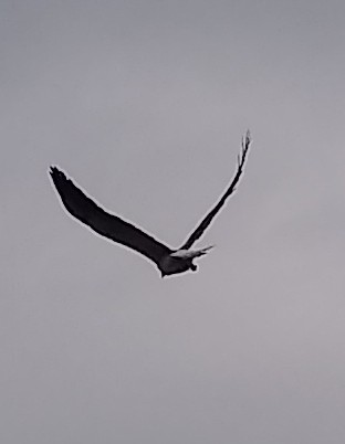 IMG_20190404_141119907~2